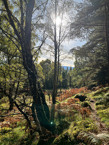 Forest Autumnal Sunlight in the Scottish Highlands
